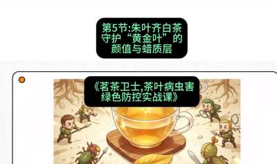 第05节：朱叶齐白茶&mdash;&mdash;守护&ldquo;黄金叶&rdquo;的颜值与蜡质层（重点），课程：《茗茶卫士&mdash;&mdash;茶叶病虫害绿色防控实战课》#识农AI
