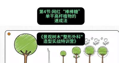 第04节：网红&ldquo;棒棒糖&rdquo;&mdash;&mdash;单干高杆植物的速成法，课程：《景观树木&ldquo;整形外科&rdquo;造型实战特训营》#识农AI