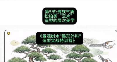 第05节：贵族气质&mdash;&mdash;松柏类&ldquo;云片&rdquo;造型的层次美学，课程：《景观树木&ldquo;整形外科&rdquo;造型实战特训营》#识农AI