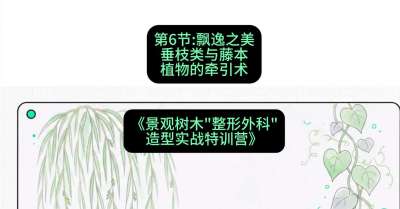 第06节：飘逸之美&mdash;&mdash;垂枝类与藤本植物的牵引术，课程：《景观树木&ldquo;整形外科&rdquo;造型实战特训营》#识农AI
