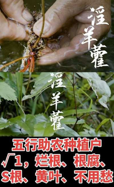 177，1907，0725，V 同号
1  老乡们！种淫羊藿不用乱买肥，咱这款专用肥，针对淫羊藿习性配的，壮苗防烂根，采收多卖钱，用过都回头！
2  咱种淫羊藿图的就是省心高产！专用肥薄肥勤施，苗不烧