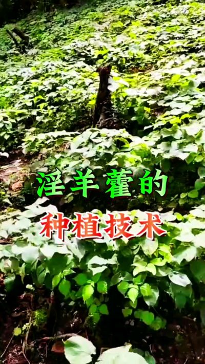揭秘&ldquo;仙草&rdquo;淫羊藿的种植密码！耐严寒耐贫瘠，林下套种不占耕地，管理简单还能套种其他作物，一亩地的投入两亩地的收益～ 想返乡创业的赶紧码住！ #淫羊藿种植技术 #返乡创业项目 #药材种植指南 #农业新风