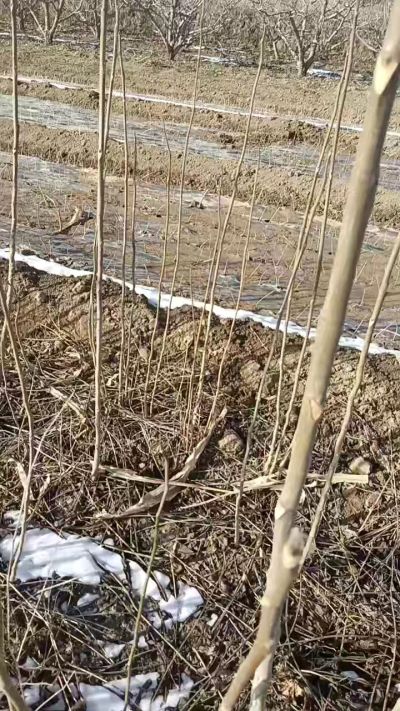 臭椿苗，一年苗，需要联系我，全国包邮到家。18534302961
