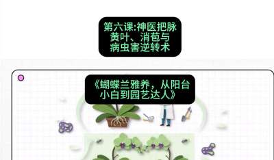 第六节：神医把脉：黄叶、消苞与病虫害逆转术，课程：《蝴蝶兰雅养六讲：从阳台小白到园艺达人》#识农AI