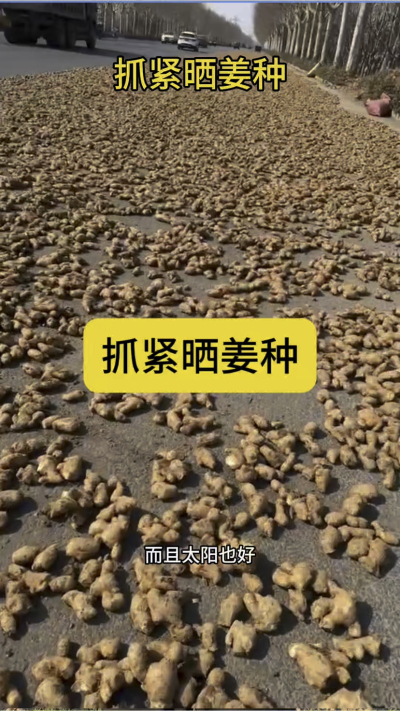抓紧晒姜种
