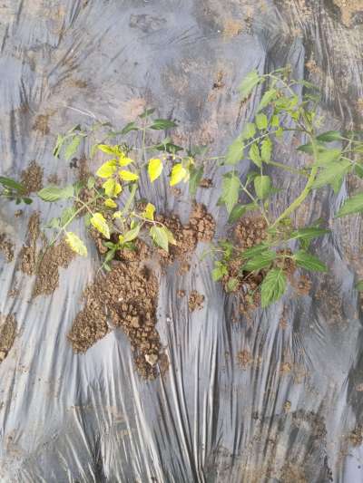 http://st-static1.hexicha.com/forums/2026/02/20/17715496877615.jpeg