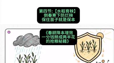 第四节：【水稻育秧】倒春寒下防烂秧，保住苗子就是保本