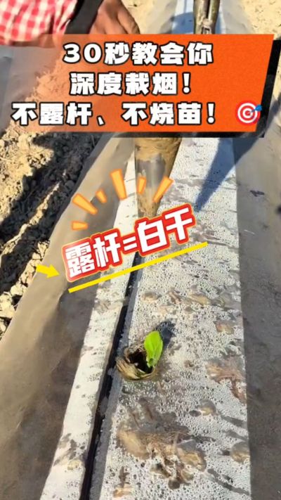 这个栽法太关键了！深栽是烤烟成活的根本，亲测有效！