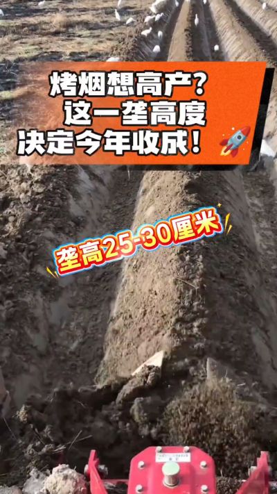 想让烤烟高产，就得从细节抓起。分享一点实打实的干货，只为帮大家少走弯路，种出好烟叶！🌱👍
