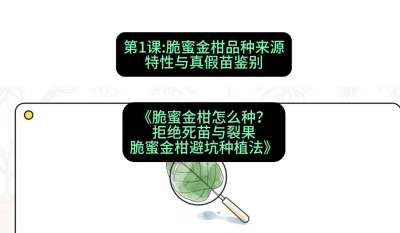 第1节：脆蜜金柑品种来源、特性与真假苗鉴别，课程：《脆蜜金柑怎么种？拒绝死苗与裂果，脆蜜金柑8步避坑种植法》#识农AI