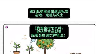 第2节：脆蜜金柑建园标准：选地、定植与改土，课程：《脆蜜金柑怎么种？拒绝死苗与裂果，脆蜜金柑8步避坑种植法》#识农AI