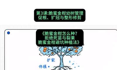 第3节：脆蜜金柑幼树管理：促根、扩冠与整形修剪，课程：《脆蜜金柑怎么种？拒绝死苗与裂果，脆蜜金柑8步避坑种植法》#识农AI