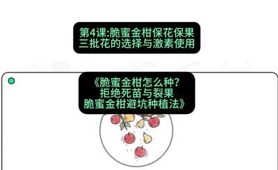 第4节：脆蜜金柑保花保果：三批花的选择与激素使用，课程：《脆蜜金柑怎么种？拒绝死苗与裂果，脆蜜金柑8步避坑种植法》#识农AI