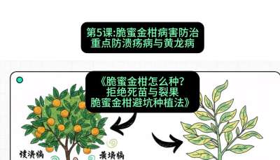 第5节：脆蜜金柑病害防治：重点防溃疡病与黄龙病，课程：《脆蜜金柑怎么种？拒绝死苗与裂果，脆蜜金柑8步避坑种植法》#识农AI