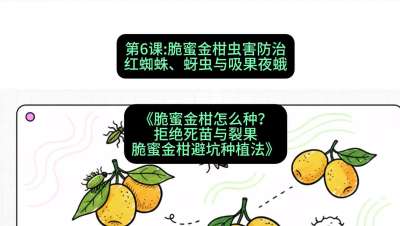 第6节：脆蜜金柑虫害防治：红蜘蛛、蚜虫与吸果夜蛾，课程：《脆蜜金柑怎么种？拒绝死苗与裂果，脆蜜金柑8步避坑种植法》#识农AI