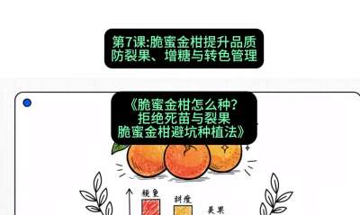 第7节：脆蜜金柑提升品质：防裂果、增糖与转色管理，课程：《脆蜜金柑怎么种？拒绝死苗与裂果，脆蜜金柑8步避坑种植法》#识农AI