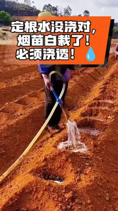 烤烟移栽定根水这么浇，烟苗稳活不僵苗！水里加点它，缓苗快、长势壮，种烟新手必看！