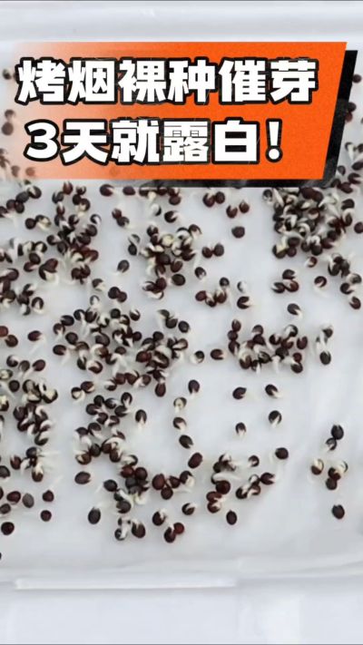 烤烟裸种催芽小技巧，清水浸泡、保温保湿，3天就能露白，出苗快又齐！烟农朋友收藏备用～