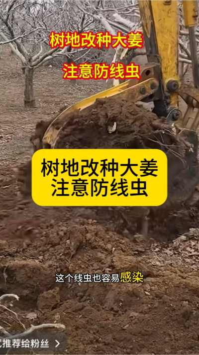 树地改种大姜，注意防线虫！