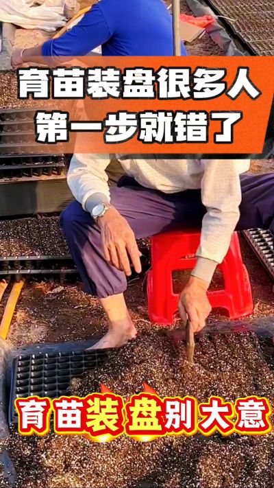 烤烟育苗基质装盘，一步做对，出苗整齐又壮苗！装盘技巧记牢，少走弯路，育苗更省心