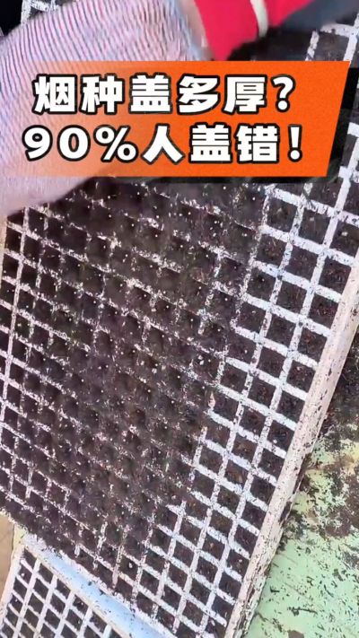 烟种盖多厚？90%烟农都盖错！薄盖才出苗齐、不闷种，烤烟育苗关键一步，照着做就对了
