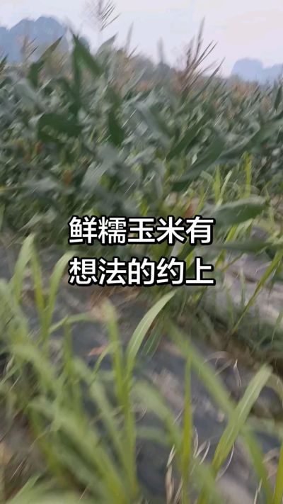 农户种植的白糯玉米大量上市，助农帮农在行动