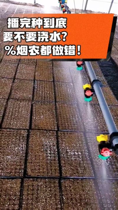 烤烟播完种一定要浇透底水，喷雾慢浇、别大水冲，盘底漏水才算到位，出苗又齐又壮！#烤烟育苗 #烤烟种植 #烟农干货 #育苗技术