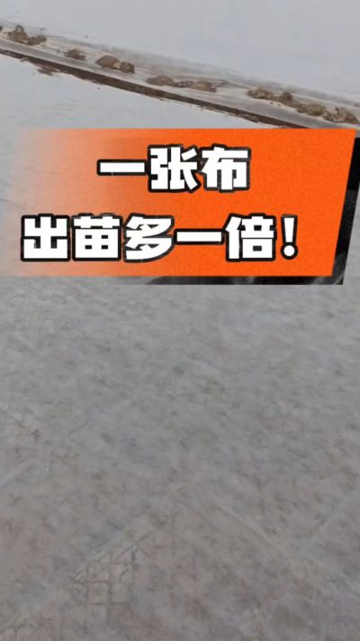 烤烟育苗盖无纺布，保温保湿出苗齐，不烂种、出苗快，烟农必备小技巧！