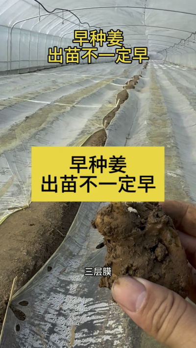 早种姜，出苗不一定早！