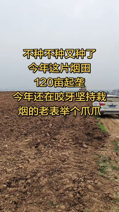 不种不种又种啦，还在咬牙坚持栽烟的老表集合啦！