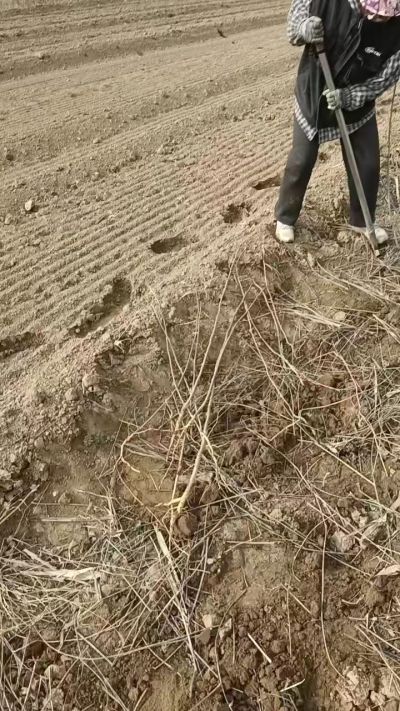 臭椿苗，一年籽播苗，地径0.5/1公分以上。需要联系18534302961