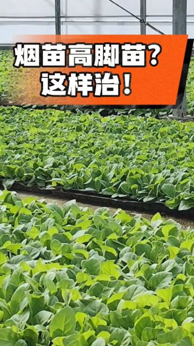 烤烟齐苗期管理关键：精准控温，防高脚苗，培育壮苗好上手！