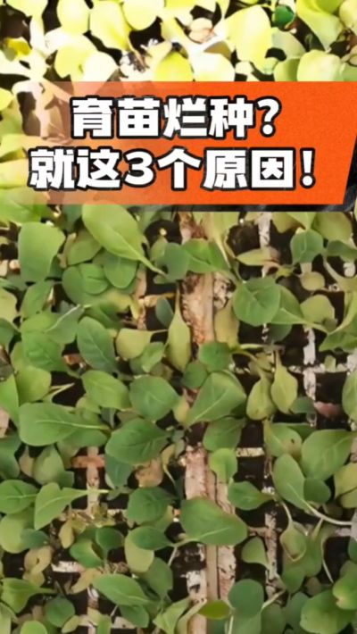 烤烟育苗烂种？3个原因讲清楚！消毒、控水、控温，做到就苗齐苗壮🔥
#烤烟育苗 #烤烟种植 #烂种防治 #烟农