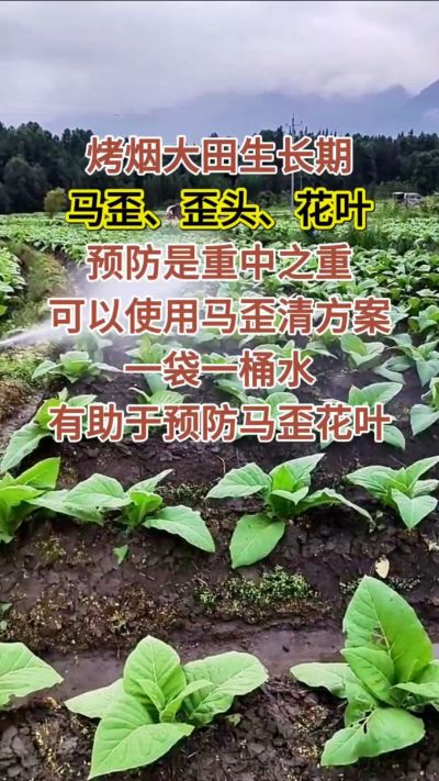 烤烟大田生长期，马歪歪头花叶预防是重中之重，可以使用马歪清方案，一袋一桶水，有助于预防马歪花叶。
烤烟管理早做一步，后期少操心！#烤烟种植#烤烟管理#烤烟大田管理#烤烟病害防治